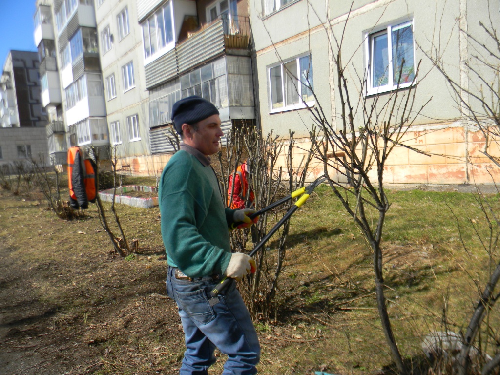 Кустарники готовы к подстрижке