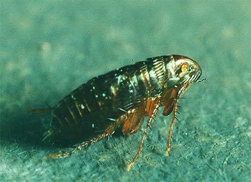 блоха.jpg блоха.jpg