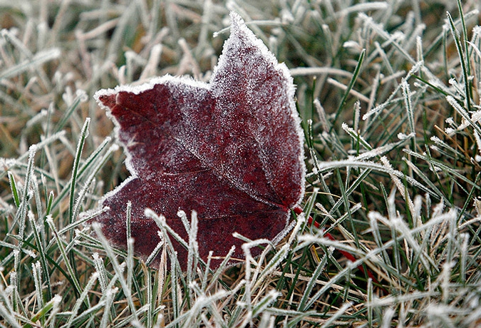 Заморозки.jpg